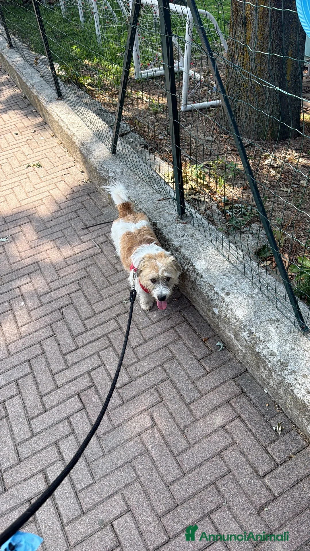 Jack Russell cani in regalo: Jack Russel pelo lungo  a Provincia di Cuneo - Annuncio 2