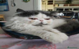 Persiano gatti in vendita: Cucciola persiana  a Provincia di Mantova - Immagine 3