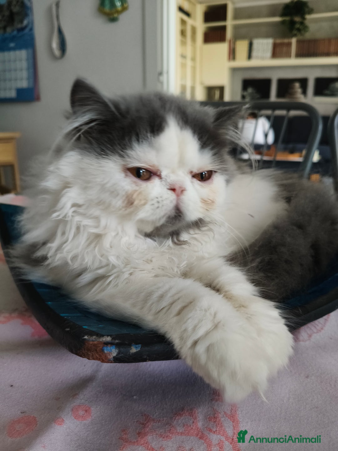 Persiano gatti in vendita: Cucciola persiana  a Provincia di Mantova - Immagine 3