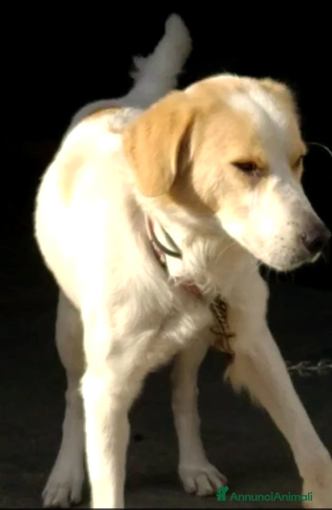 Altre razze cani in regalo: CAGNOLINO AMOREVOLE a Provincia di Modena - Immagine 1