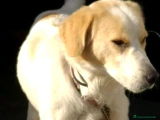 Altre razze cani CAGNOLINO AMOREVOLE a Provincia di Modena - Annuncio 2