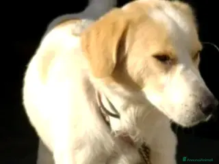 Altre razze cani CAGNOLINO AMOREVOLE a Provincia di Modena - Annuncio 2