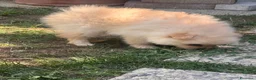 Meticcio cani in vendita: Vendo volpini  a Città Metropolitana di Bologna - Annuncio 5