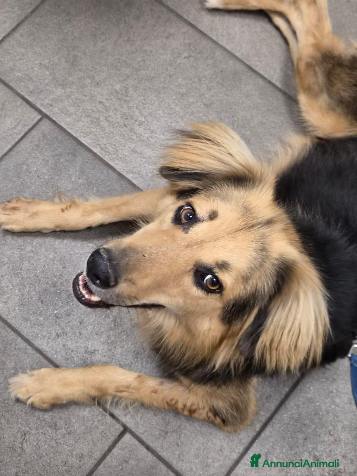 Meticcio cani in regalo: Milou, uno splendido simil lupetto  - Annuncio 3