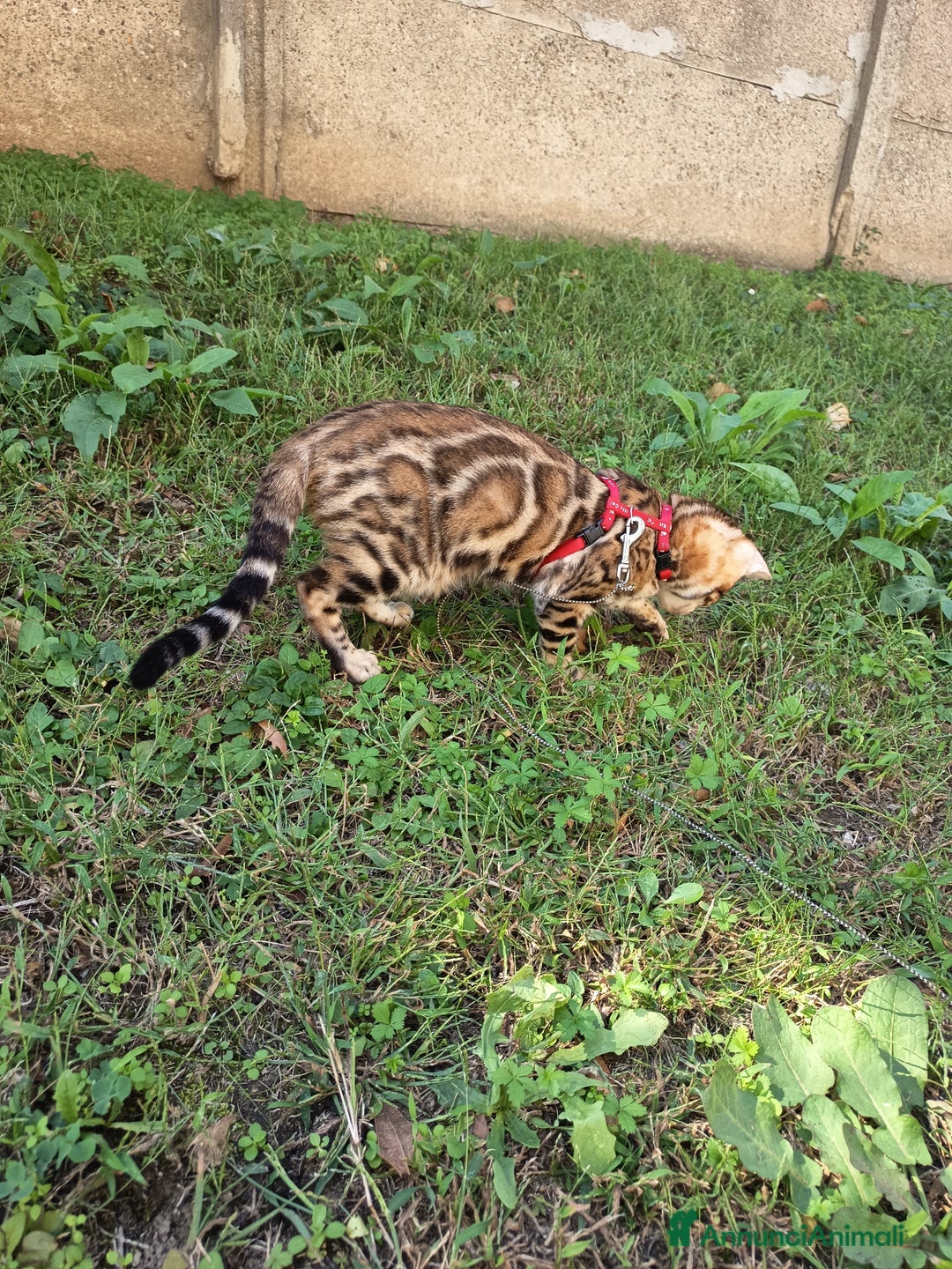 Bengala gatti in vendita: Cucciola Bengala 🥰 - Annuncio 5