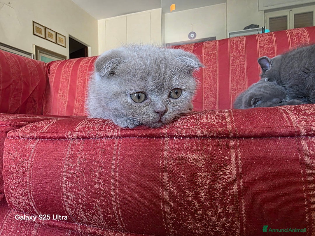 British gatti in vendita: British a Provincia di Biella - Immagine 12