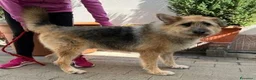 Meticcio cani in regalo: SPANK CERCA CASA - Annuncio 3