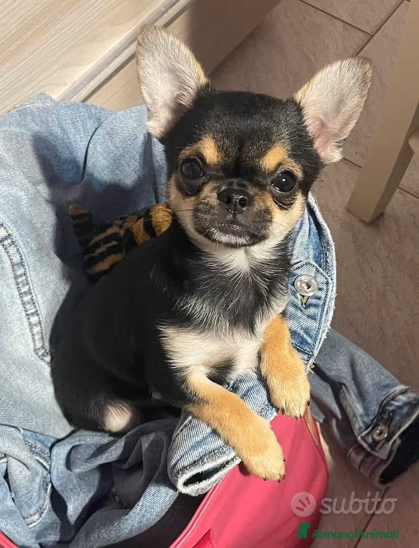 Chihuahua cani stallone Chihuahua pelo corto  a Provincia di Monza e della Brianza - Annuncio 2