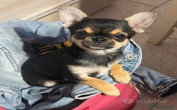 Chihuahua cani per accoppiamento: accoppiamento bellissimo Chihuahua maschio  a Provincia di Monza e della Brianza - Immagine 1