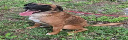 Meticcio cani in regalo: Maila 3 anni Taglia media contenuta  - Annuncio 5