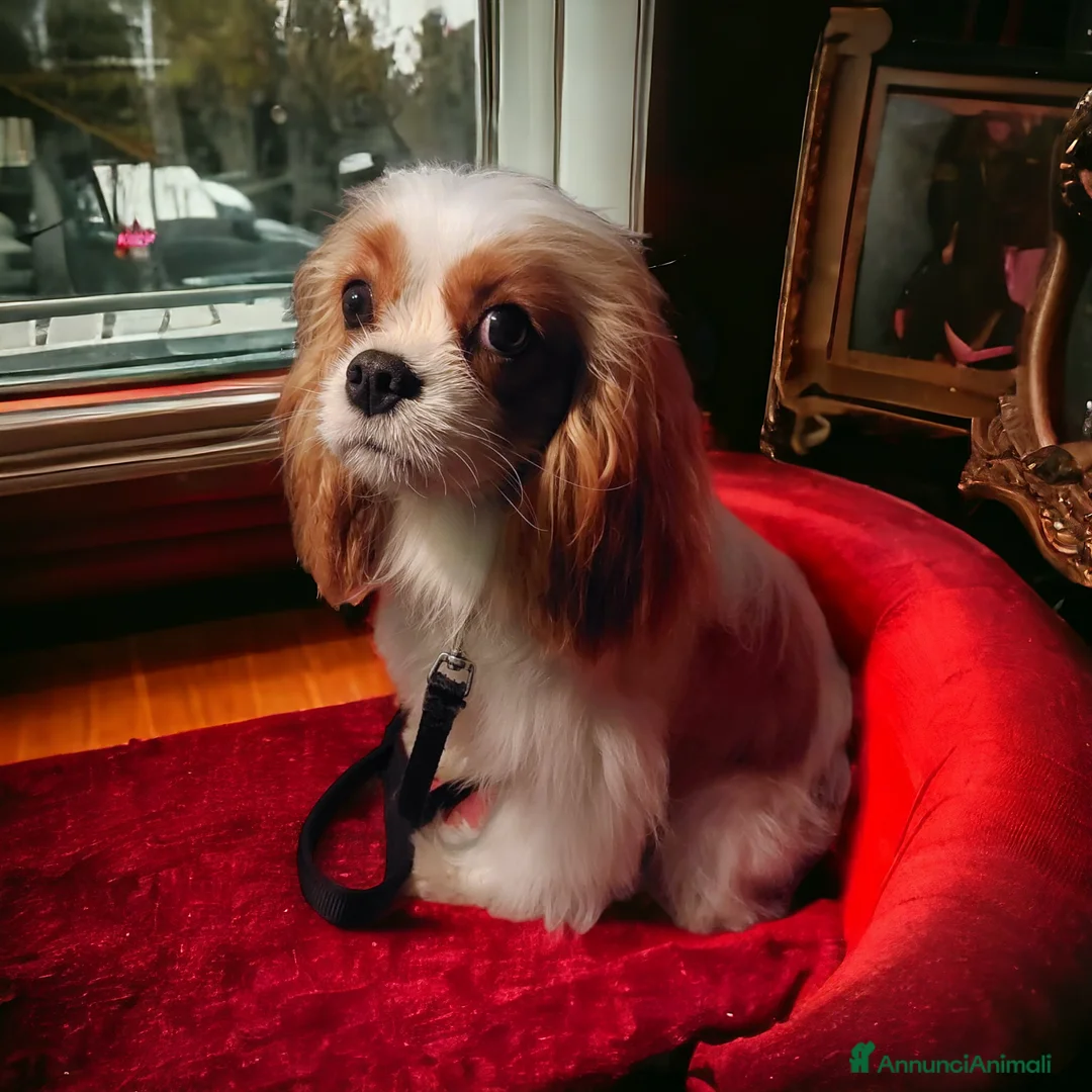 Immagine della galleria {{count}}