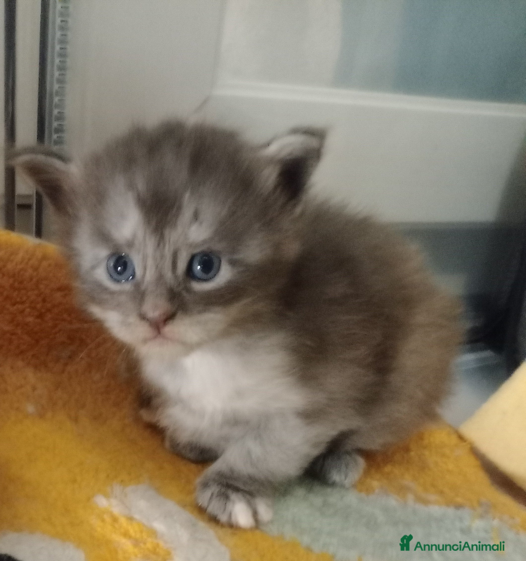 Maine Coon gatti Maine coon cuccioli  - Annuncio 2