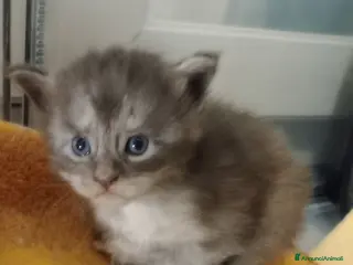 Maine Coon gatti Maine coon cuccioli - Annuncio 1