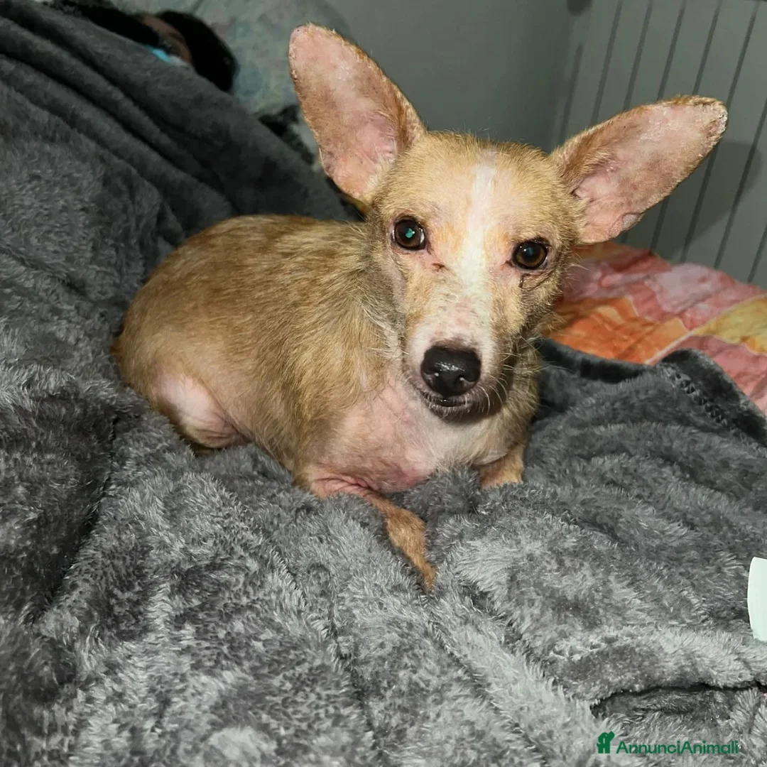 Meticcio cani in regalo: AGATA 3 anni cerca casa adozione del cuore  - Annuncio 2