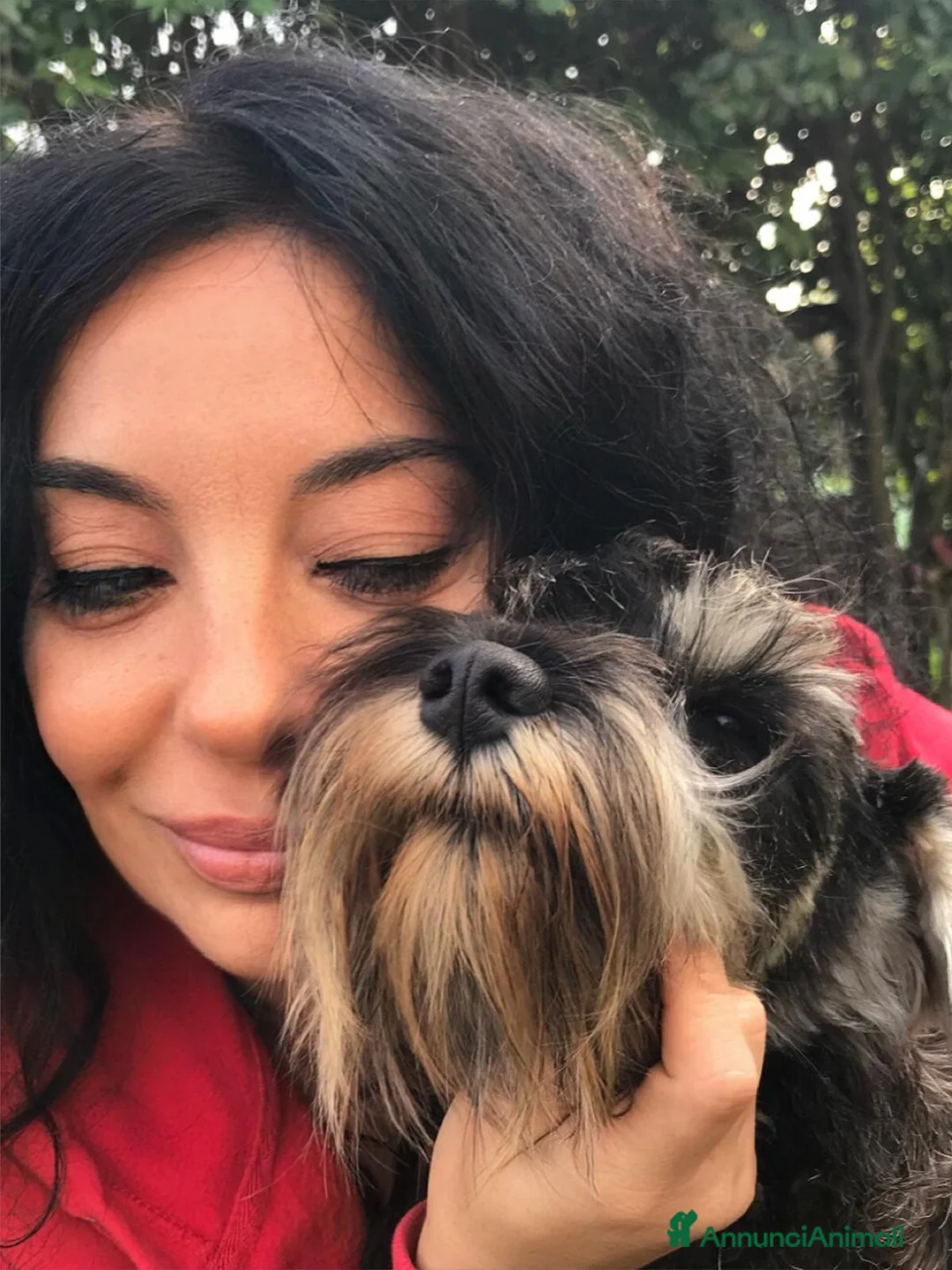 Mini Schnauzer cani in vendita: Cuccioli Zwergschnauzer pepe e sale - Annuncio 2