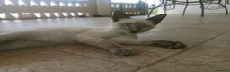 Meticcio gatti in regalo: Gattini in adozione a Provincia di Cosenza - Annuncio 1