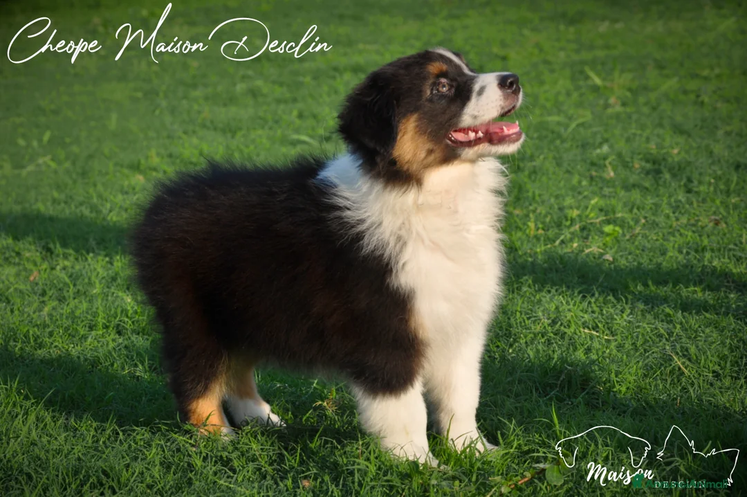 Immagine della galleria {{count}}