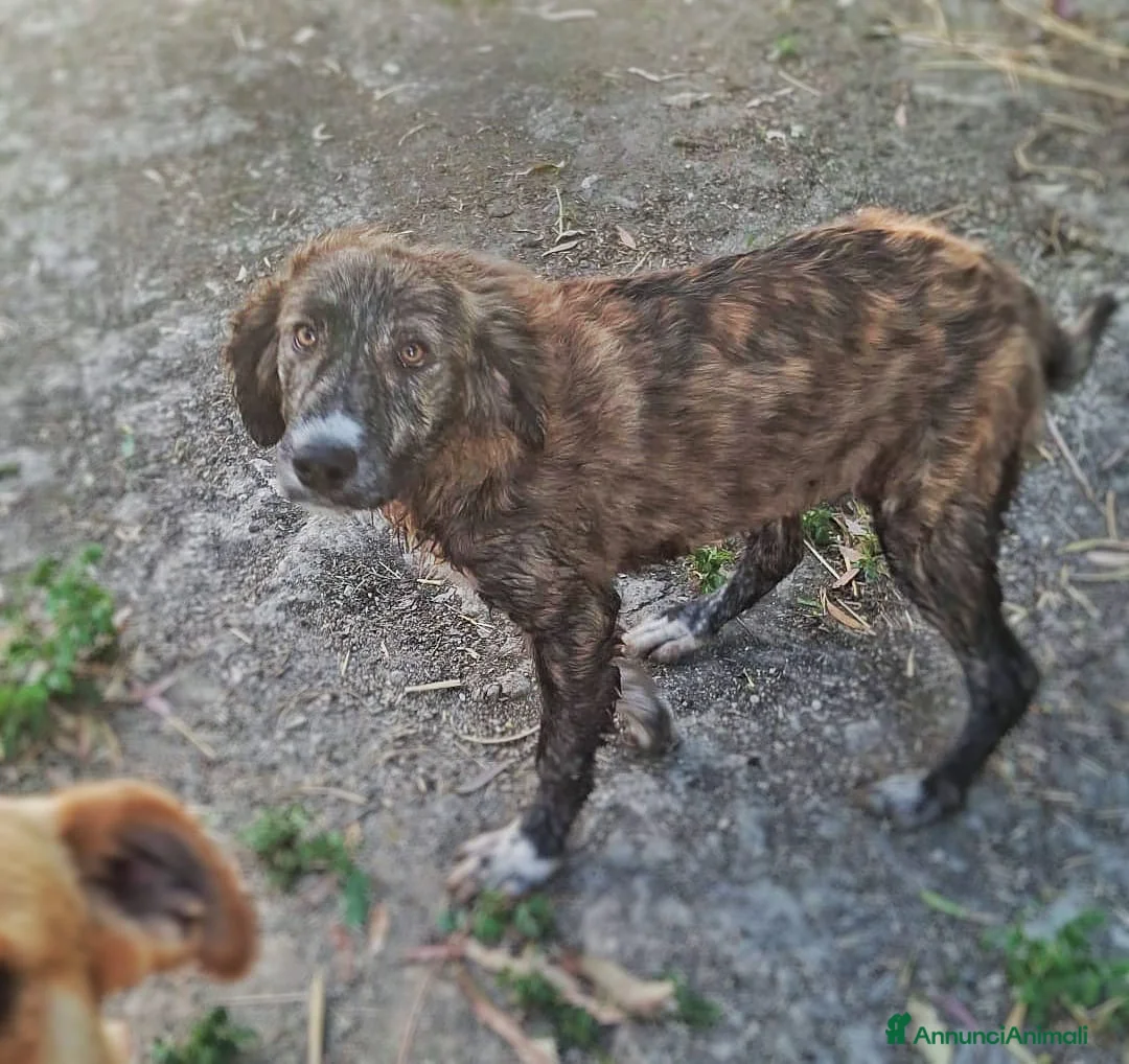 Meticcio cani in regalo: MORTADELLA 🩷 dolcezza da scoprire piano a Provincia di Bergamo - Annuncio 2