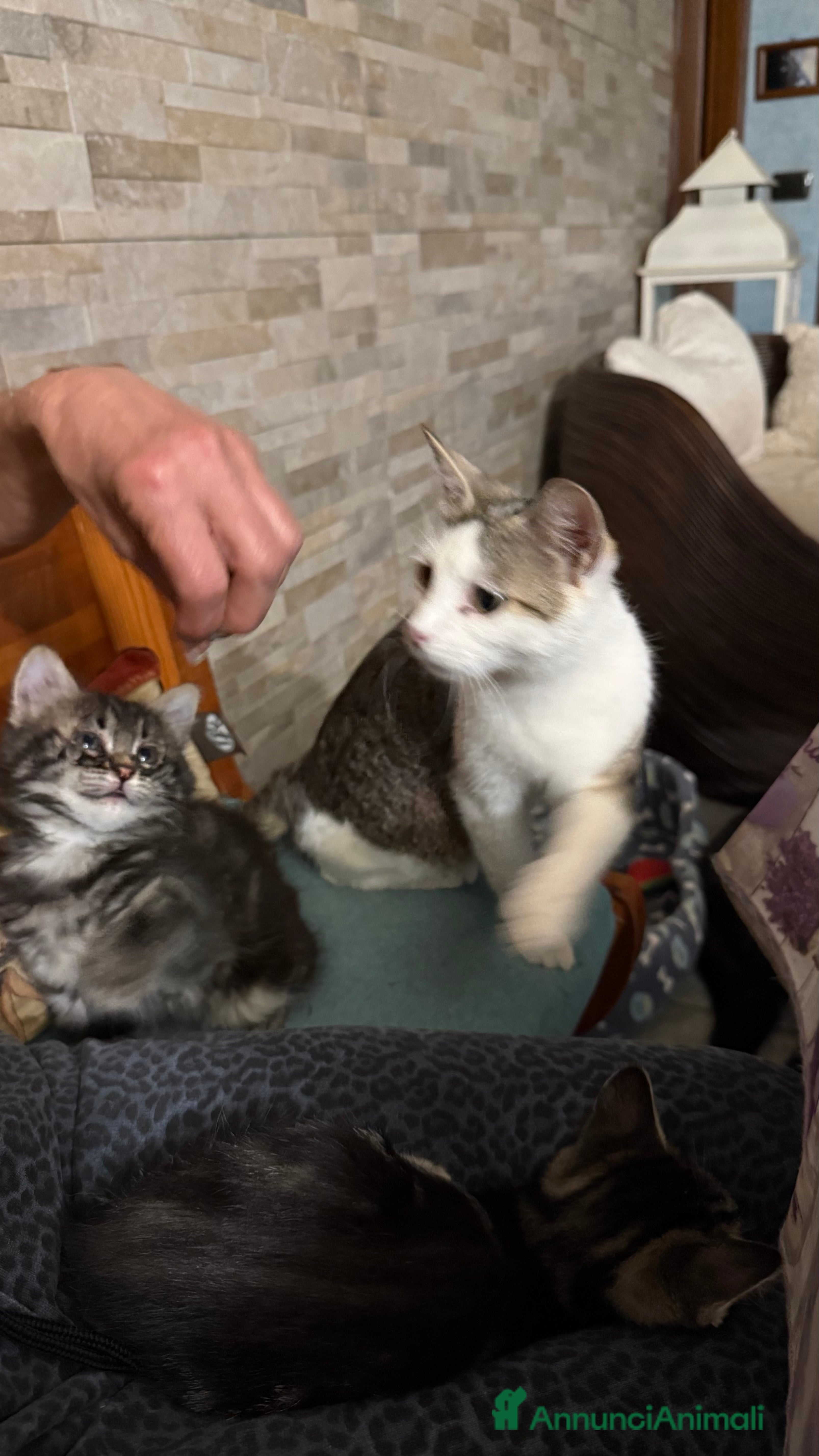 Europeo gatti in regalo: Gattini  - Annuncio 2