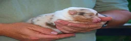 Australian Shepherd cani in vendita: Cuccioli di pastore australiano  - Annuncio 4
