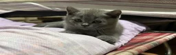 British gatti in vendita: Gattino British Shorthair - Annuncio 4