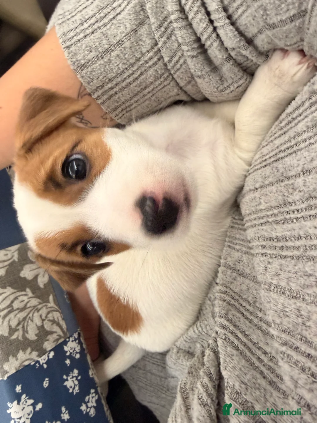 Jack Russell cani in vendita: Cuccioli di jack russel - Annuncio 6