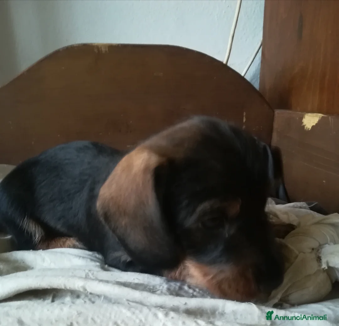 Bassotto cani in vendita: Bassotto pelo duro  - Annuncio 34