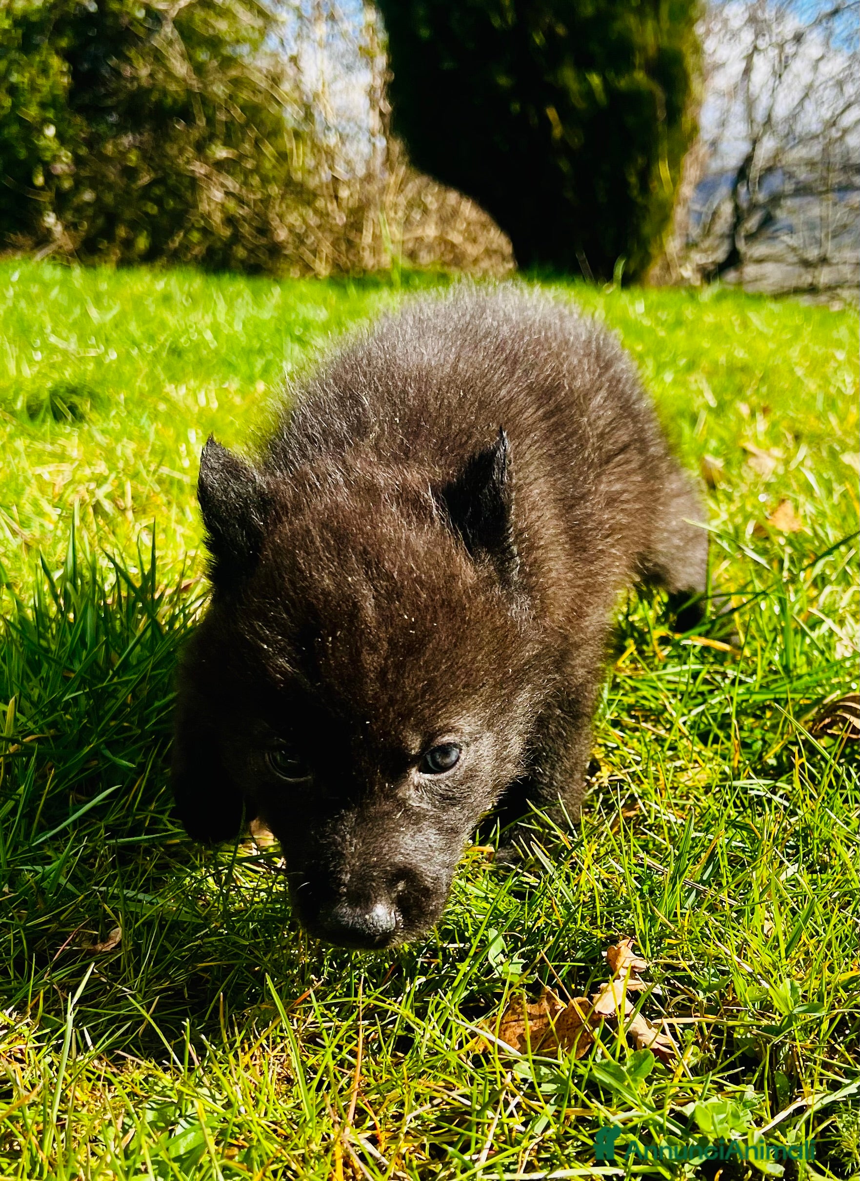Meticcio cani Cuccioli di cane lupo  - Annuncio 21