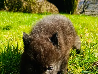 Meticcio cani Cuccioli di cane lupo - Annuncio 21