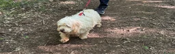 Meticcio cani in regalo: Snoopy, un meticcio coccolone - Annuncio 7