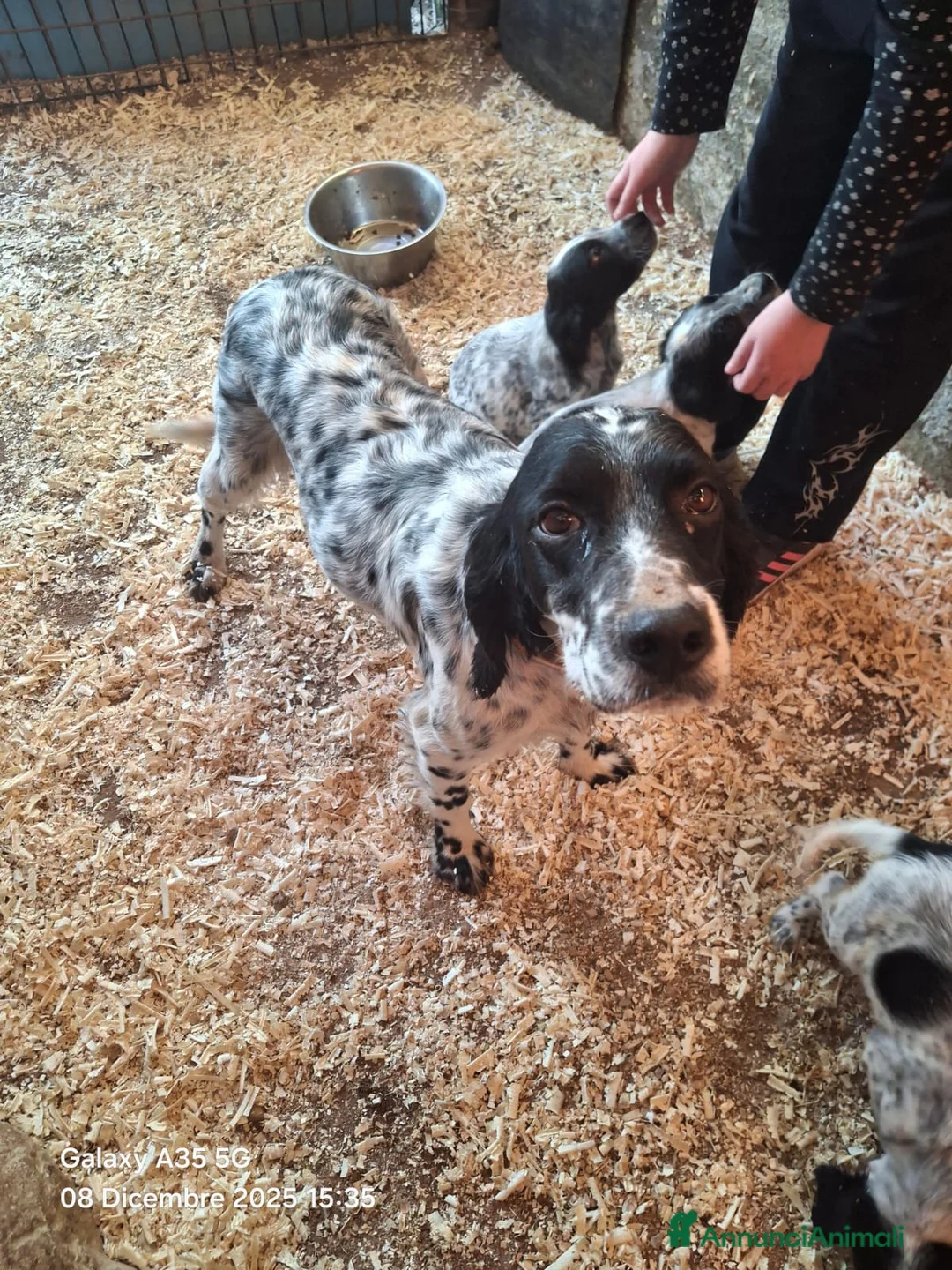 Setter Inglese cani in vendita: Setter inglese  - Annuncio 3