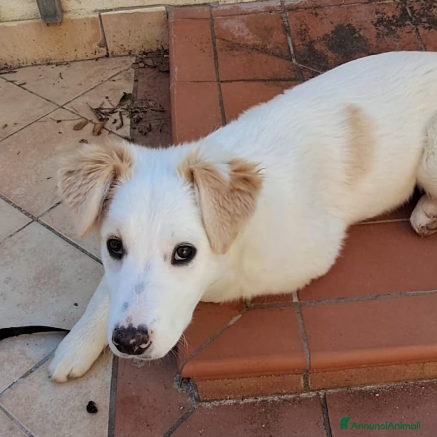 Meticcio cani Eda cerca casa 🏡 - Annuncio 1