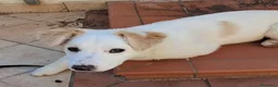 Meticcio cani in regalo: Eda cerca casa 🏡 a Provincia di Monza e della Brianza - Annuncio 1