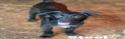 Meticcio cani in regalo: SILVER & STEEL, cuccioli manto argento!  - Annuncio 5