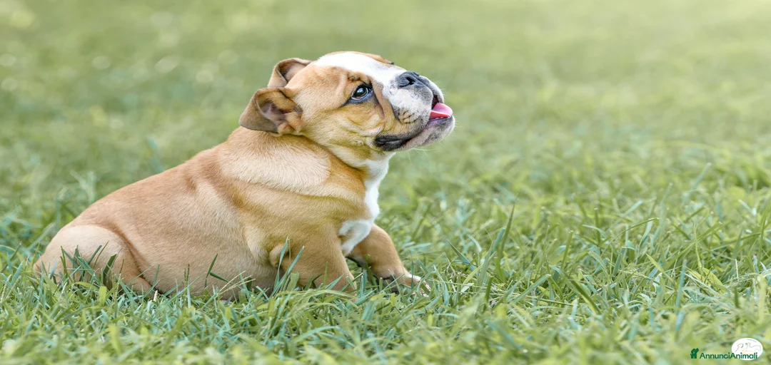 Immagine della galleria {{count}}