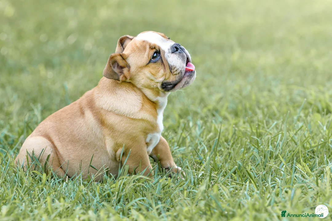 Immagine della galleria {{count}}