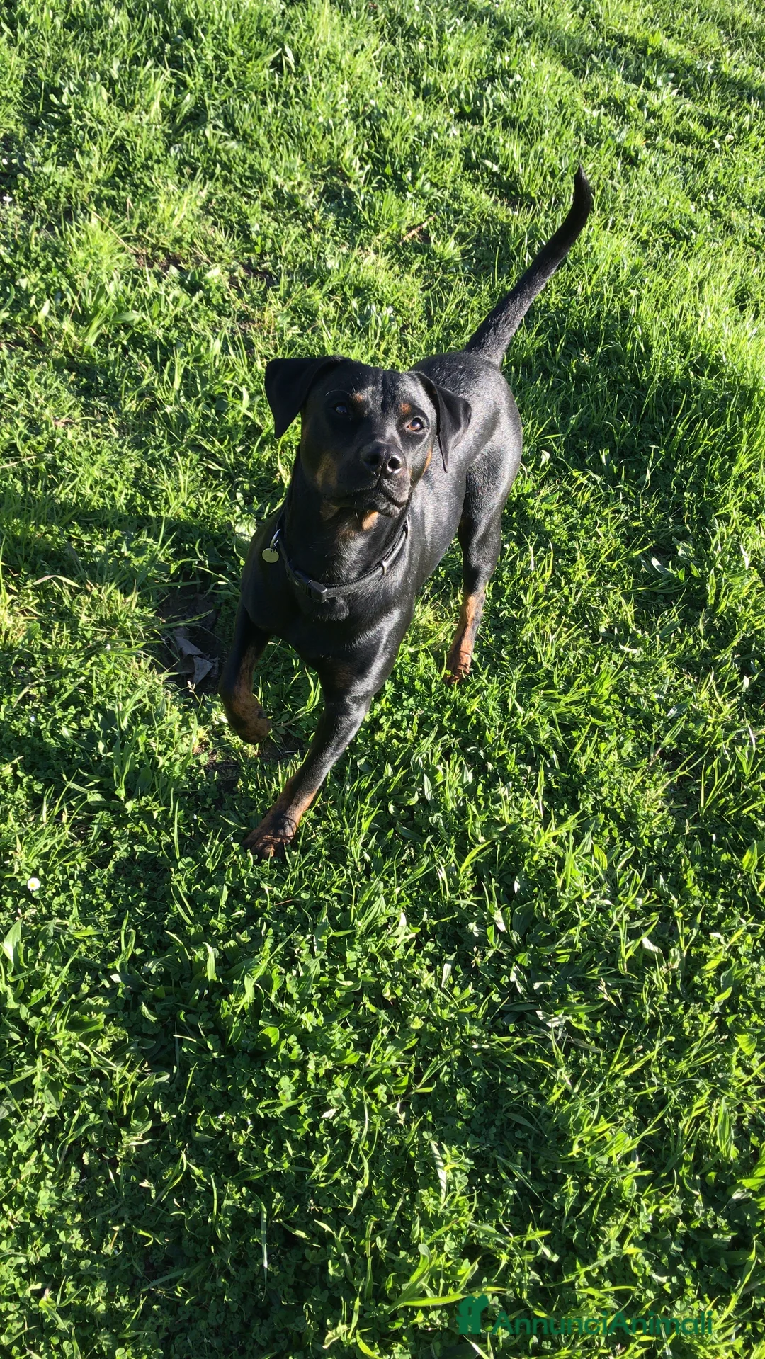 Meticcio cani in regalo: 🐾 ADOZIONE DEL CUORE 🐾 a Provincia di Massa e Carrara - Annuncio 2