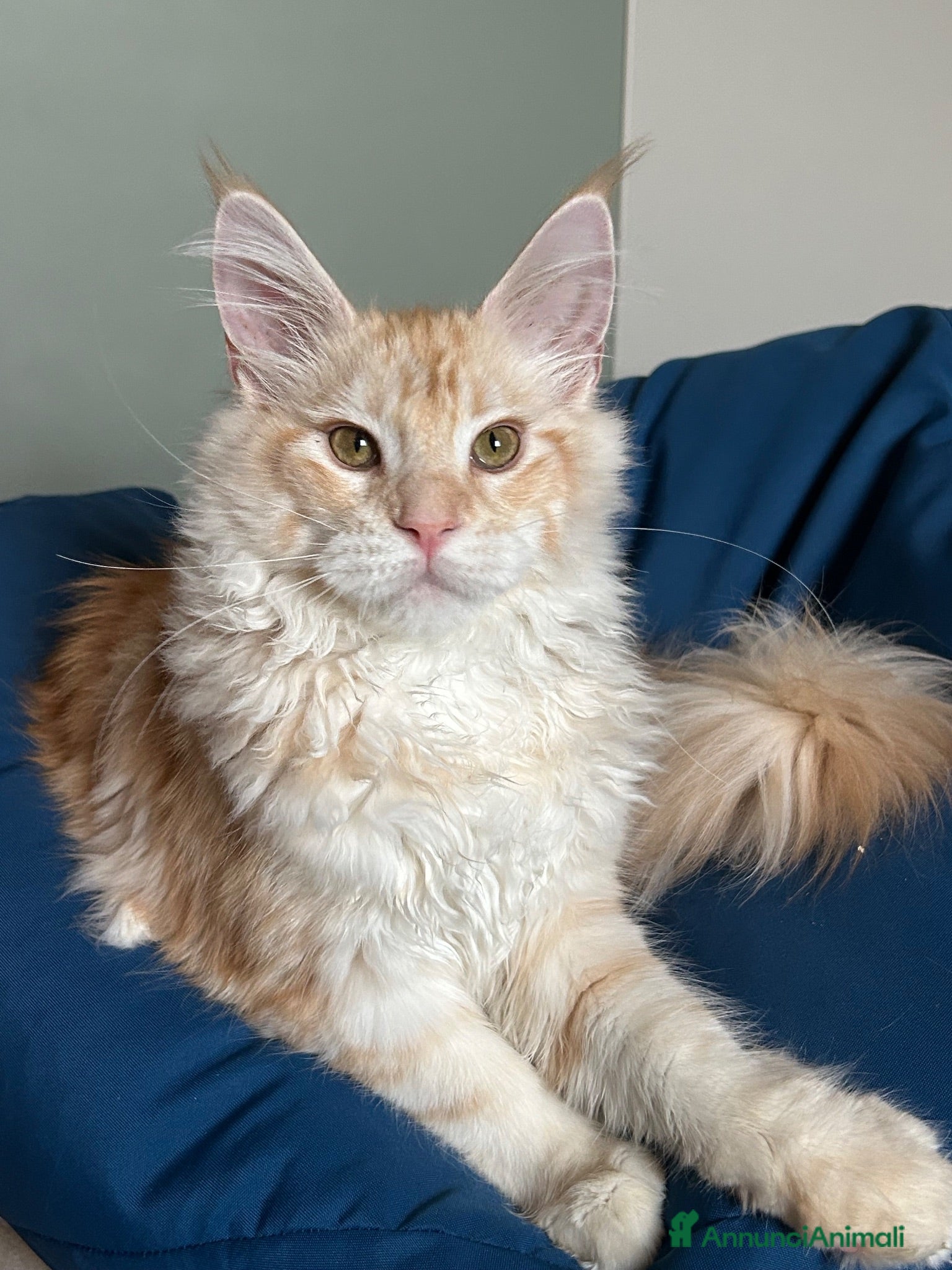 Maine Coon gatti Maine Coon  - Annuncio 12