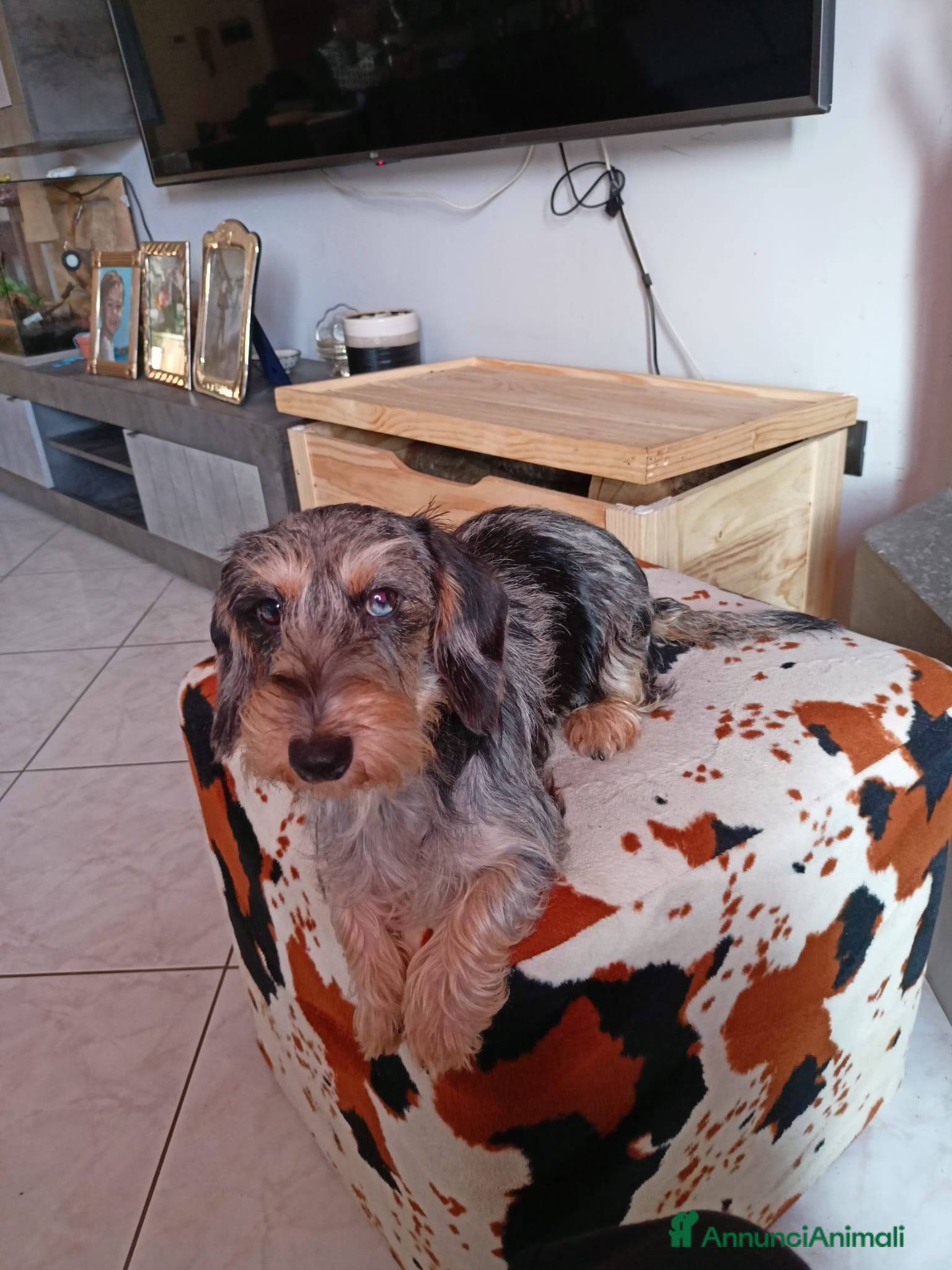 Bassotto cani Bassotto pelo ruvido - Annuncio 1