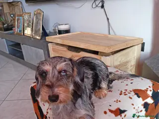 Bassotto cani Bassotto pelo ruvido - Annuncio 5