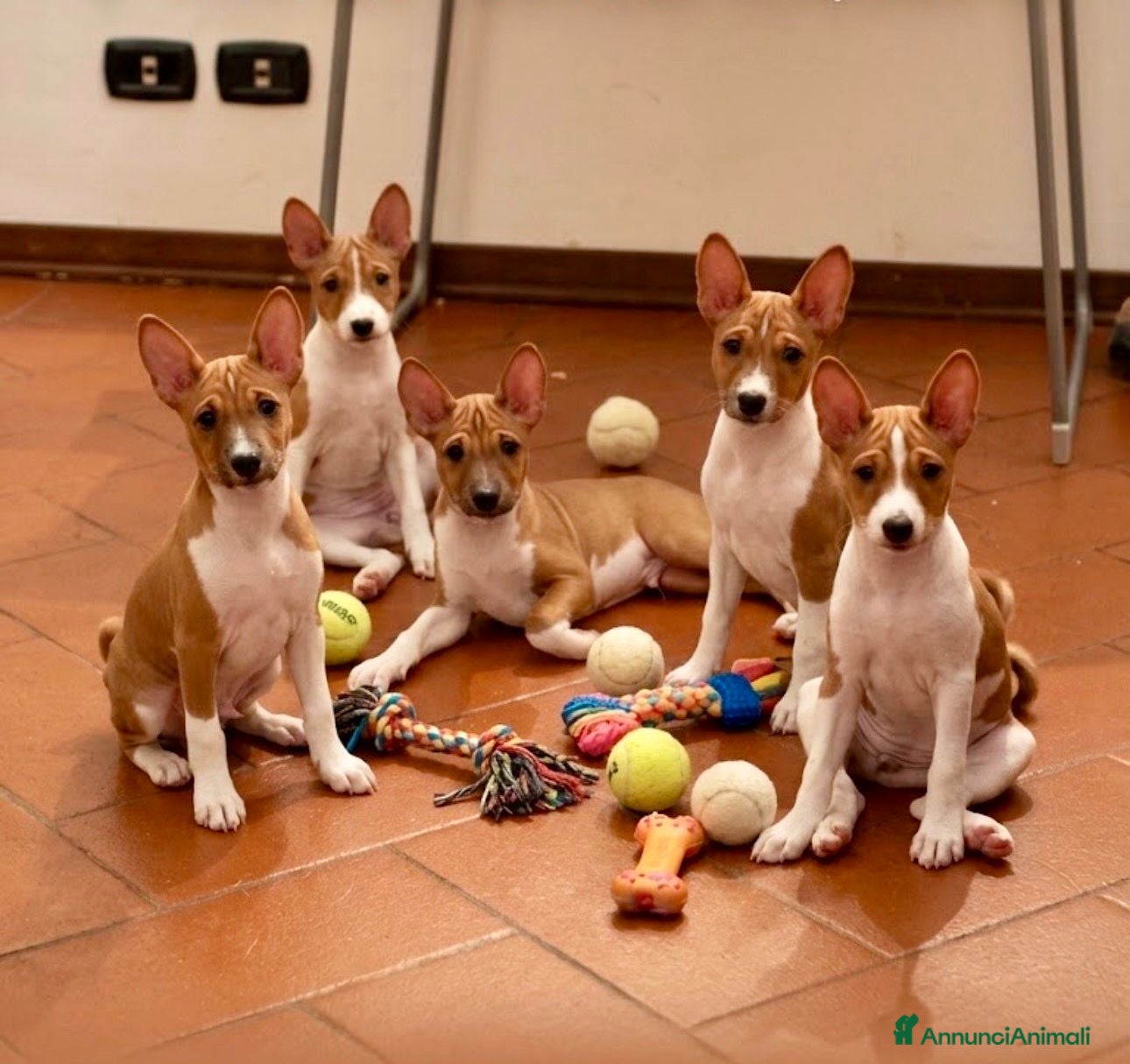 Basenji cani Cuccioli di Basenji, disponibili da fine settembre - Annuncio 7