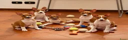 Basenji cani in vendita: Cuccioli di Basenji, disponibili da fine settembre - Annuncio 1