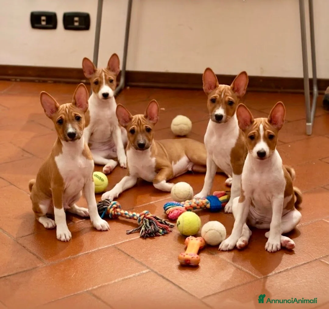 Basenji cani in vendita: Cuccioli di Basenji, disponibili da fine settembre - Annuncio 1