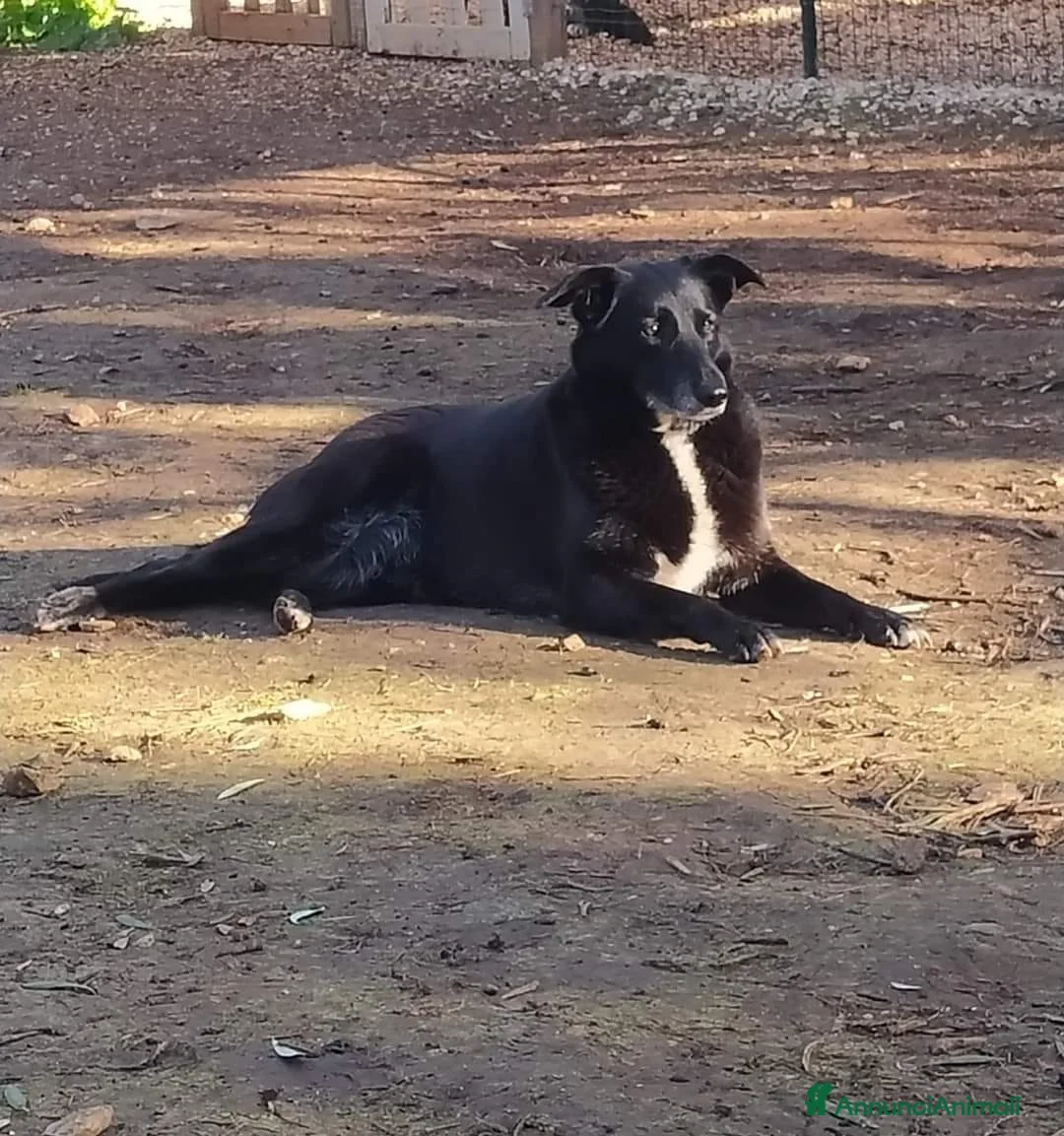 Meticcio cani in regalo: Arya e Sansa carattere meraviglioso - Annuncio 9