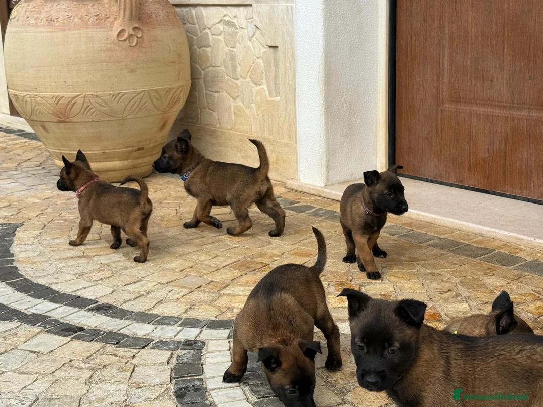 Pastore Belga cani in vendita: Splendidi cuccioli di Pastore Belga Malinois  - Annuncio 20