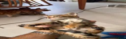 Bengala gatti in vendita: Bengala splendidi piccoli leopardi CON PEDIGREE - Annuncio 15