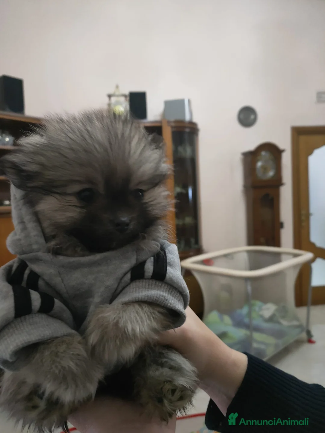 Volpino Pomerania cani in vendita: POMERANIA  - Annuncio 7