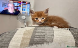 Maine Coon gatti in vendita: Cuccioli di Maine coon a Provincia di Mantova - Immagine 4