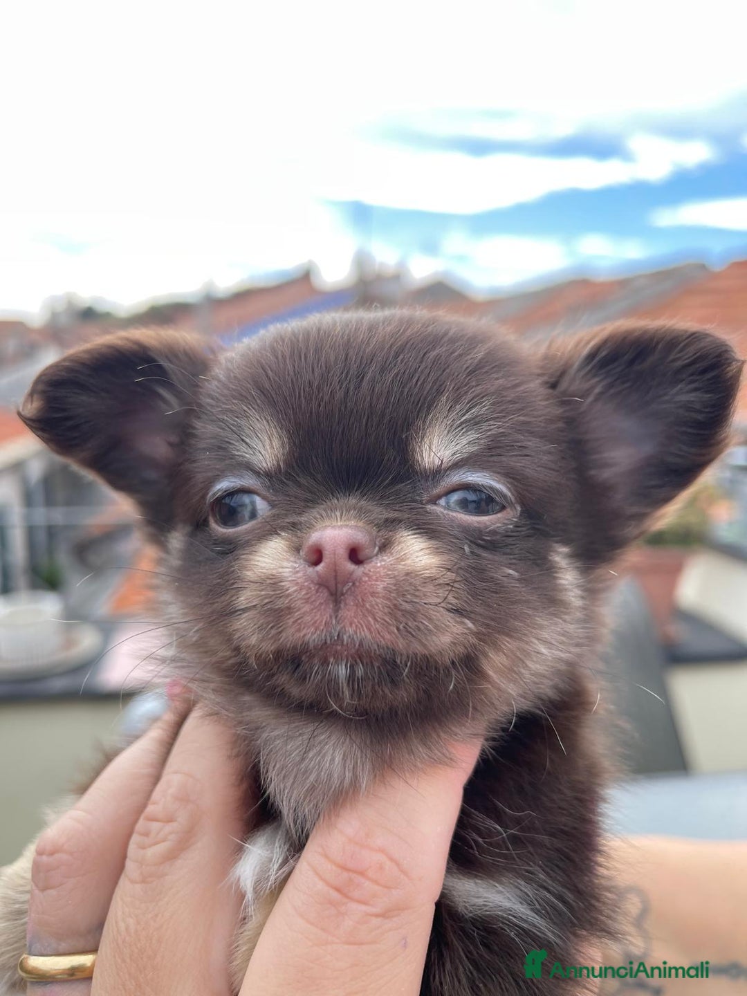 Chihuahua cani in vendita: Chihuahua chocolate Pedigree ENCI - Annuncio 8