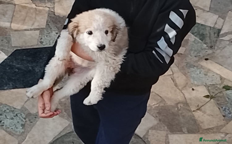 Pastore Maremmano cani - Annuncio 5